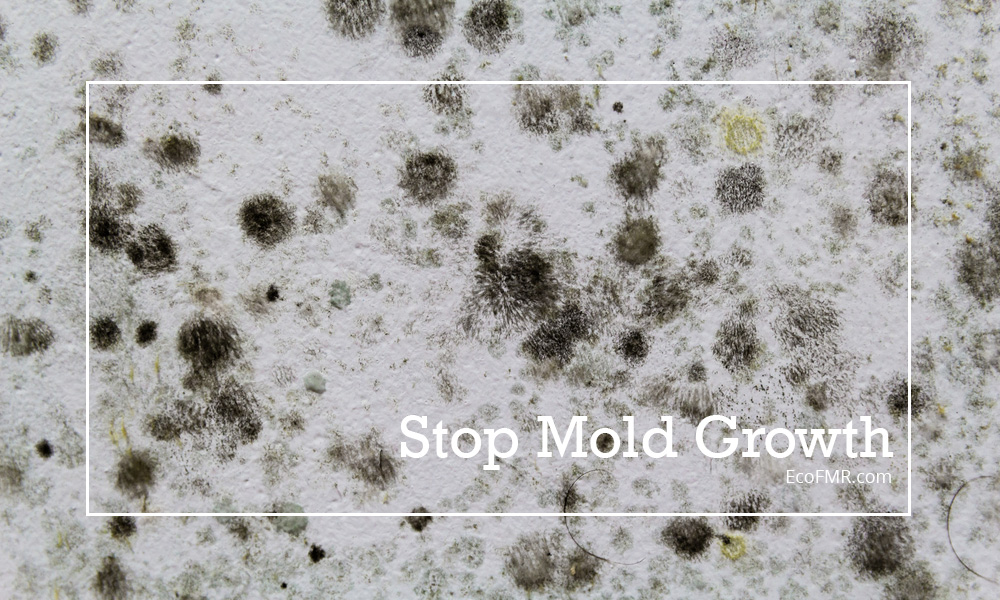 What Is Mold 