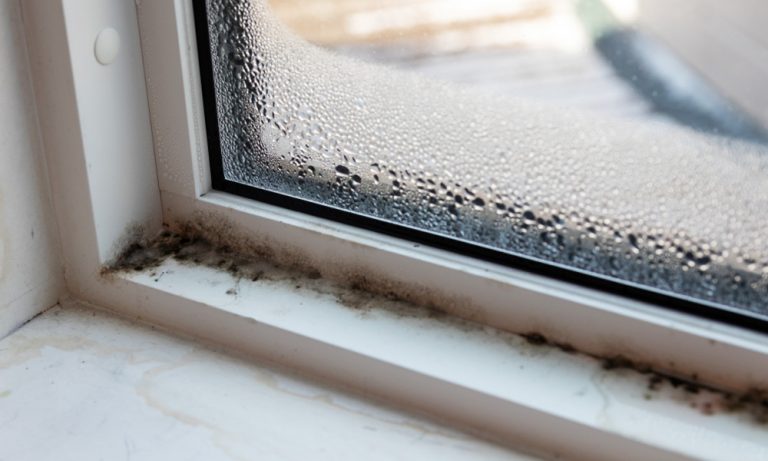 How to find and get rid of black mold - CNET