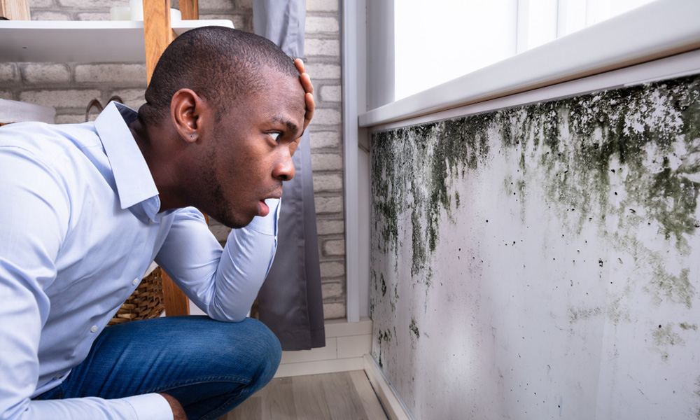 Identify black mold in your home: Easy mold detection tips