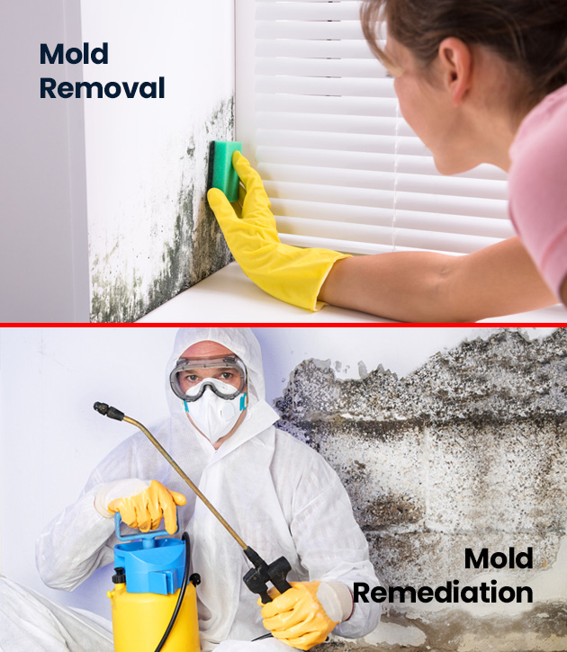 Mold Removal Fairfield Ct